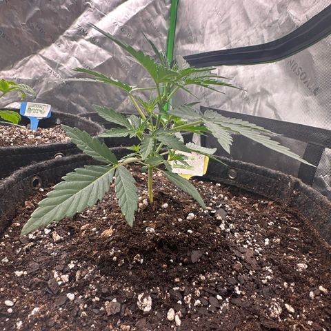 Trizzlerz 🍒 #2 growlog photo: Xplnted