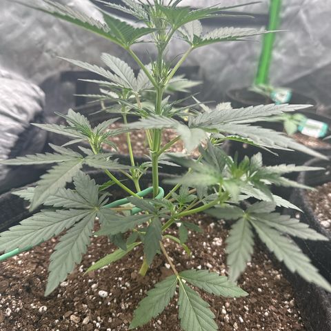 Trizzlerz 🍒 #2 growlog timeline photo