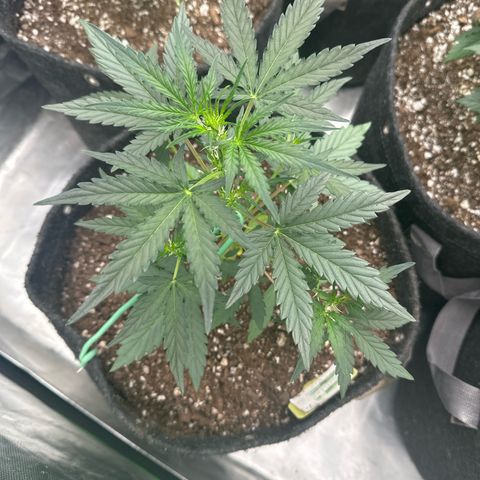 Trizzlerz 🍒 #2 growlog timeline photo