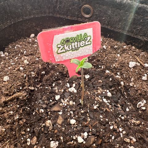 FB420 Original Gorilla 🦍Zkittles Pink growlog timeline photo