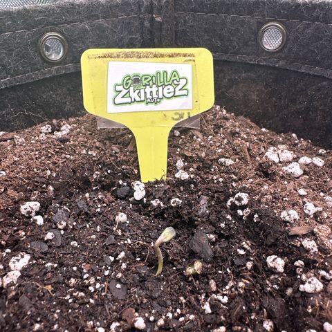 FB420 Original Gorilla 🦍Zkittles Yellow growlog timeline photo