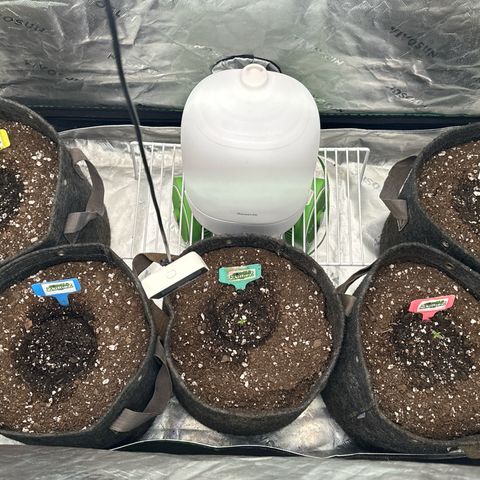 FB420 Original Gorilla 🦍Zkittles Blue growlog timeline photo