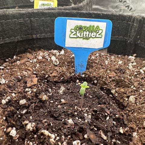 FB420 Original Gorilla 🦍Zkittles Blue growlog timeline photo