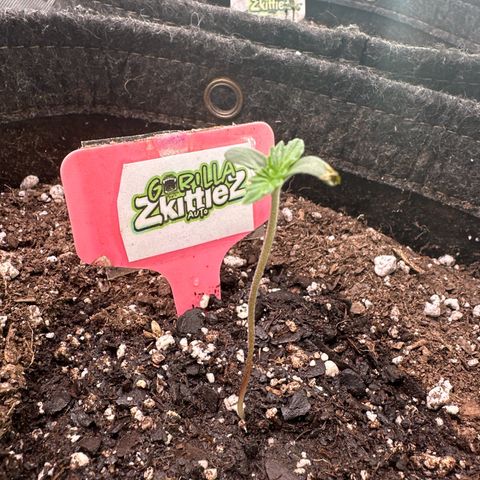FB420 Original Gorilla 🦍Zkittles Pink growlog timeline photo