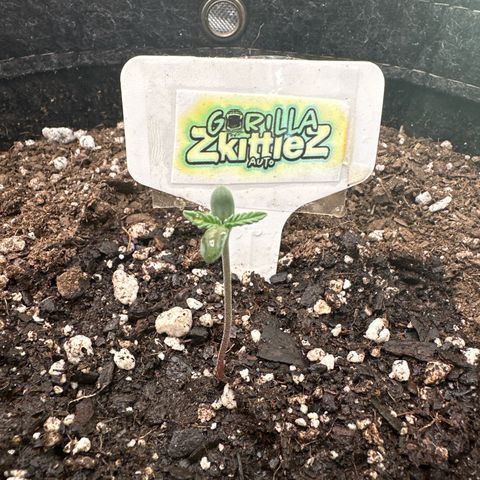 FB420 Original Gorilla 🦍Zkittles White growlog timeline photo