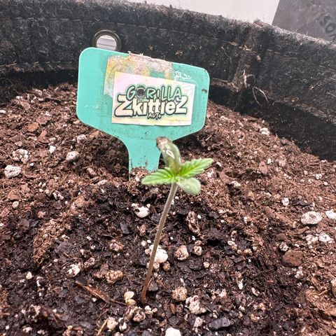 FB420 Original Gorilla 🦍Zkittles Green growlog timeline photo