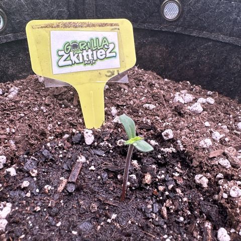 FB420 Original Gorilla 🦍Zkittles Yellow growlog timeline photo