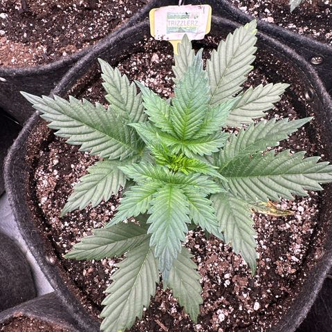 Trizzlerz 🍒 #1 growlog timeline photo