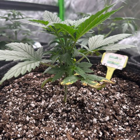 Trizzlerz 🍒 #1 growlog timeline photo