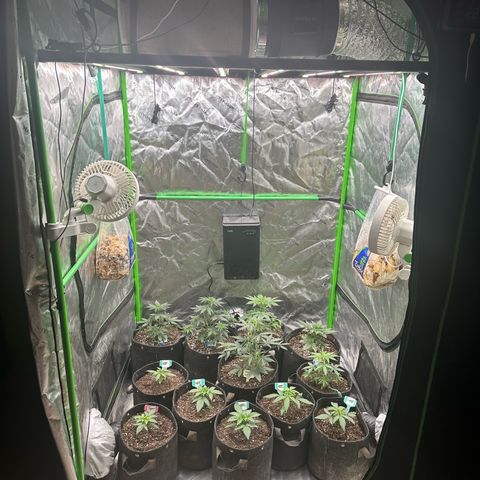 Trizzlerz 🍒 #1 growlog photo: Added dehumidifier 