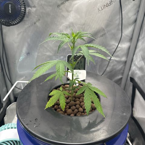 💒 Wedding 👩‍❤️‍💋‍👨 Cake 🎂  growlog timeline photo