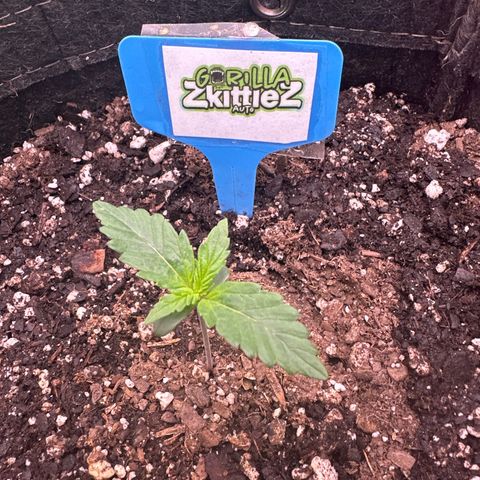 FB420 Original Gorilla 🦍Zkittles Blue growlog timeline photo