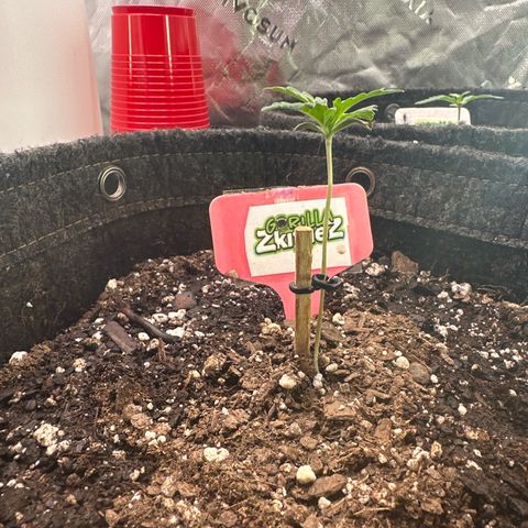 FB420 Original Gorilla 🦍Zkittles Pink growlog timeline photo