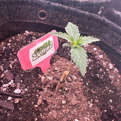 FB420 Original Gorilla 🦍Zkittles Pink growlog timeline photo
