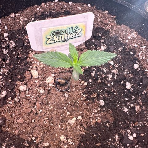 FB420 Original Gorilla 🦍Zkittles White growlog timeline photo