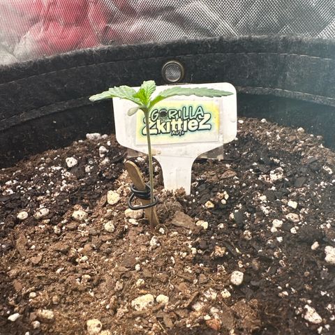 FB420 Original Gorilla 🦍Zkittles White growlog timeline photo