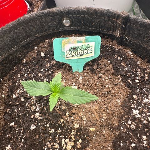 FB420 Original Gorilla 🦍Zkittles Green growlog timeline photo