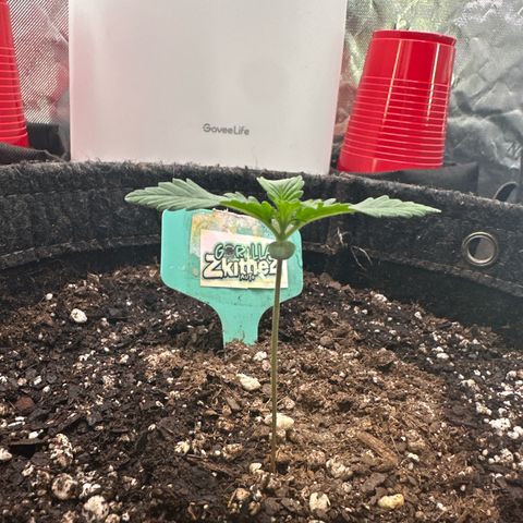 FB420 Original Gorilla 🦍Zkittles Green growlog timeline photo