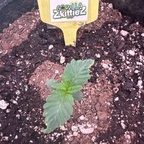 FB420 Original Gorilla 🦍Zkittles Yellow growlog timeline photo