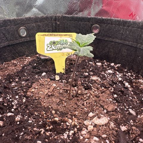 FB420 Original Gorilla 🦍Zkittles Yellow growlog timeline photo