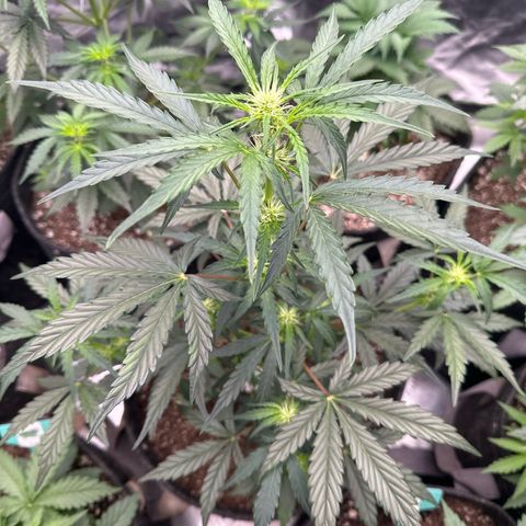 Trizzlerz 🍒 #2 growlog timeline photo