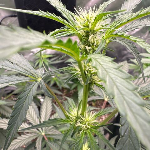 Trizzlerz 🍒 #2 growlog timeline photo