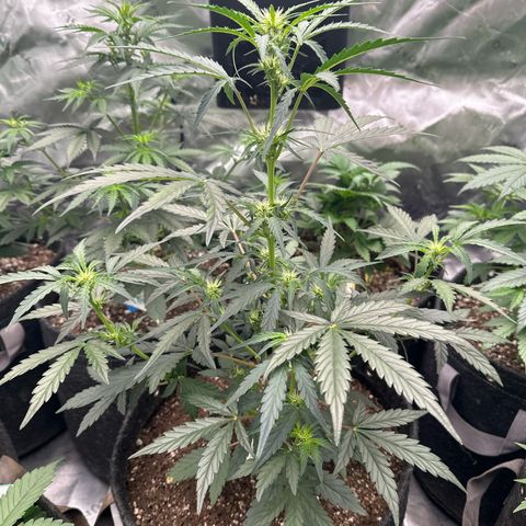 Trizzlerz 🍒 #2 growlog timeline photo