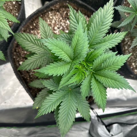 Trizzlerz 🍒 #1 growlog timeline photo