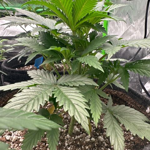 Trizzlerz 🍒 #1 growlog timeline photo