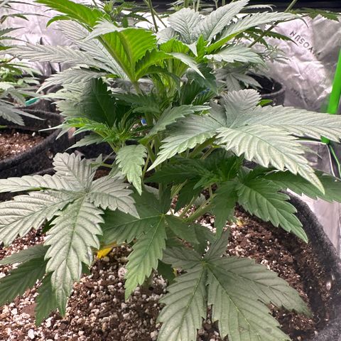 Trizzlerz 🍒 #1 growlog timeline photo