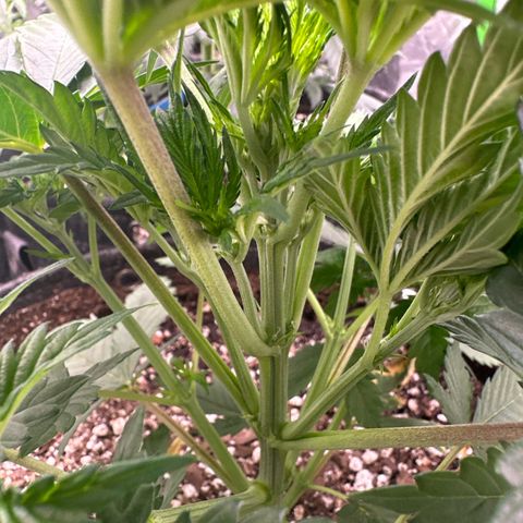 Trizzlerz 🍒 #1 growlog timeline photo