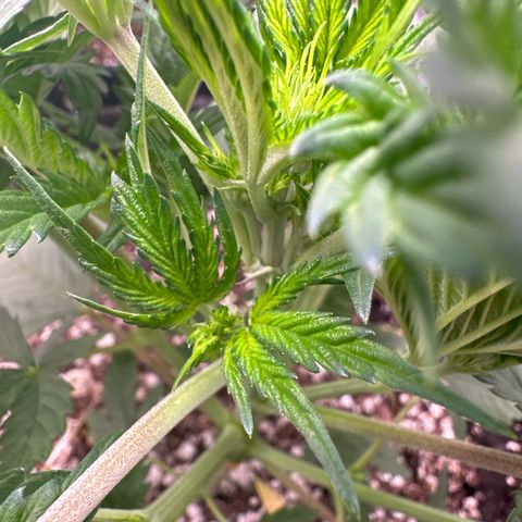 Trizzlerz 🍒 #1 growlog timeline photo