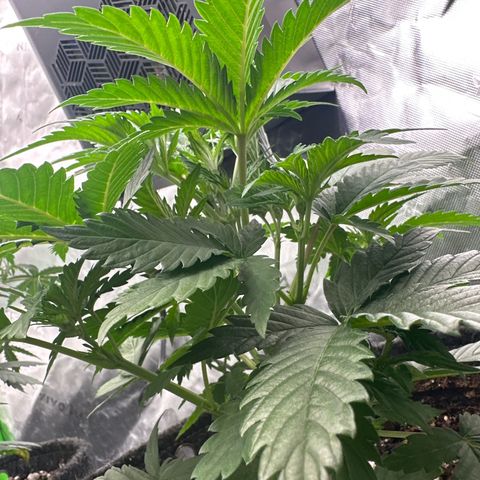 Trizzlerz 🍒 #1 growlog timeline photo
