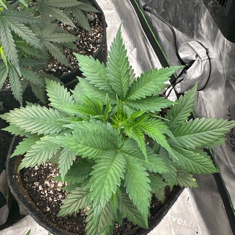 Trizzlerz 🍒 #1 growlog timeline photo