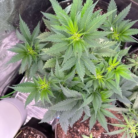 Trizzlerz 🍒 #1 growlog timeline photo