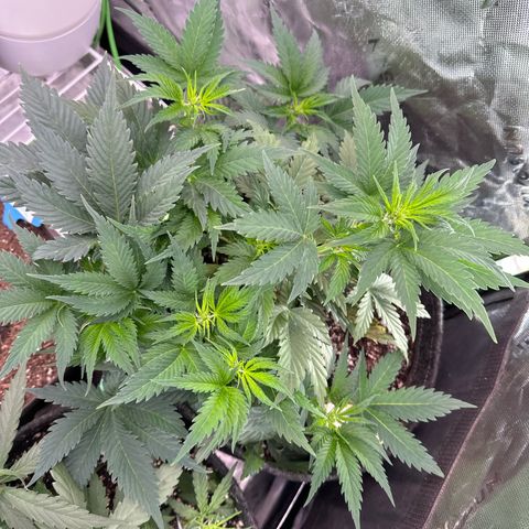 Trizzlerz 🍒 #1 growlog timeline photo