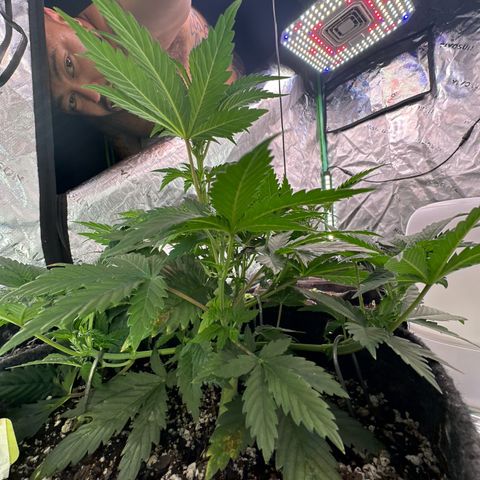 Trizzlerz 🍒 #1 growlog timeline photo