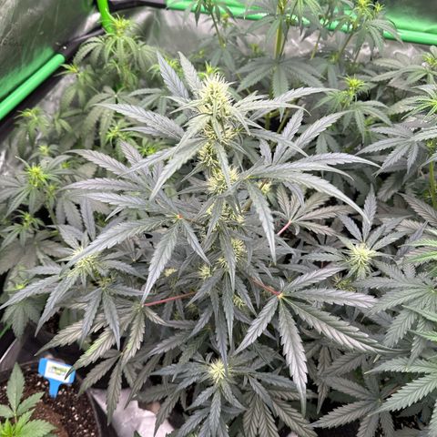 Trizzlerz 🍒 #2 growlog timeline photo