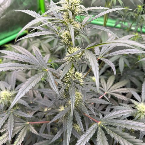 Trizzlerz 🍒 #2 growlog timeline photo