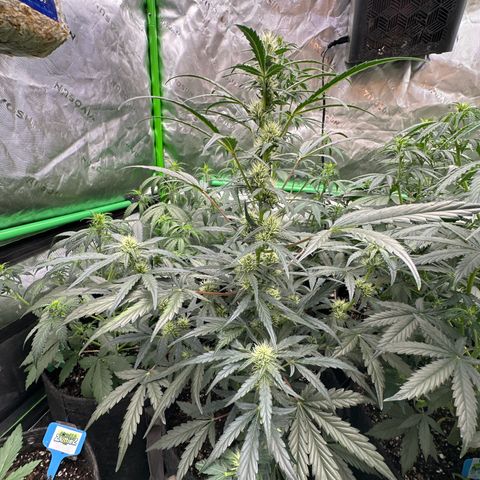 Trizzlerz 🍒 #2 growlog timeline photo