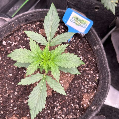 FB420 Original Gorilla 🦍Zkittles Blue growlog timeline photo