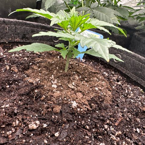 FB420 Original Gorilla 🦍Zkittles Blue growlog timeline photo