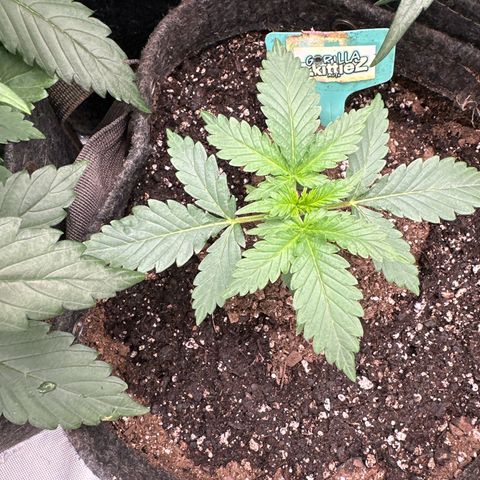 FB420 Original Gorilla 🦍Zkittles Green growlog timeline photo