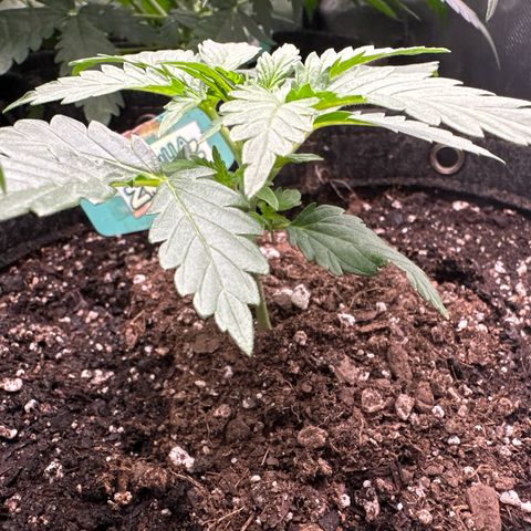 FB420 Original Gorilla 🦍Zkittles Green growlog timeline photo