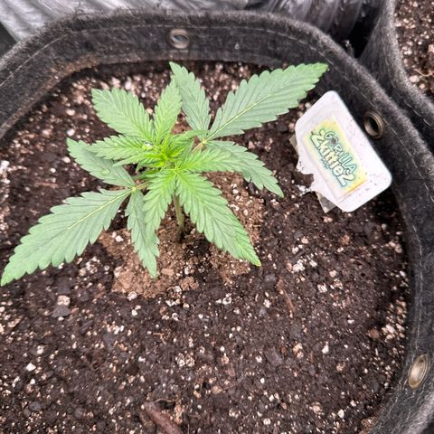 FB420 Original Gorilla 🦍Zkittles White growlog timeline photo
