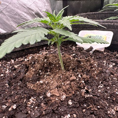FB420 Original Gorilla 🦍Zkittles White growlog timeline photo