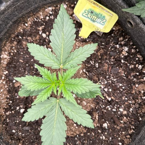 FB420 Original Gorilla 🦍Zkittles Yellow growlog timeline photo