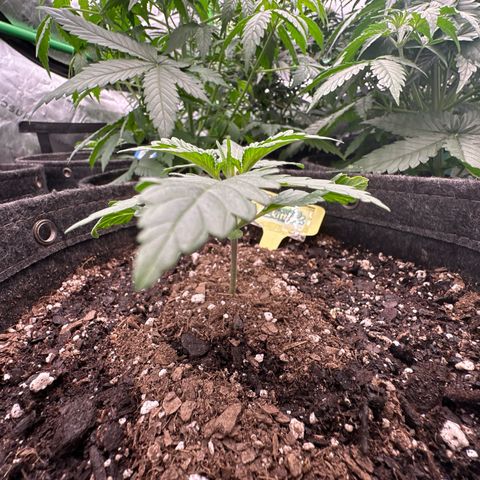 FB420 Original Gorilla 🦍Zkittles Yellow growlog timeline photo