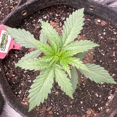 FB420 Original Gorilla 🦍Zkittles Pink growlog timeline photo