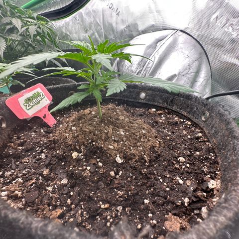 FB420 Original Gorilla 🦍Zkittles Pink growlog timeline photo
